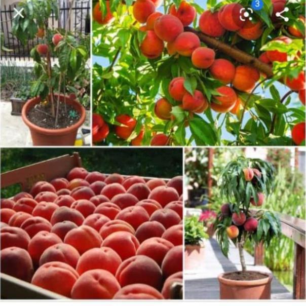 Cây đào chịu nhiệt Nhật Bản giống