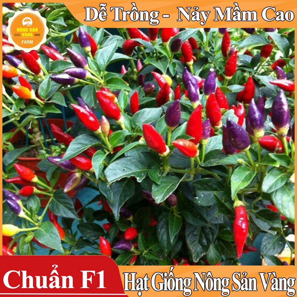 Hạt giống Ớt Ngũ Sắc ( Gói 40 Hạt ) - Nông Sản Vàng