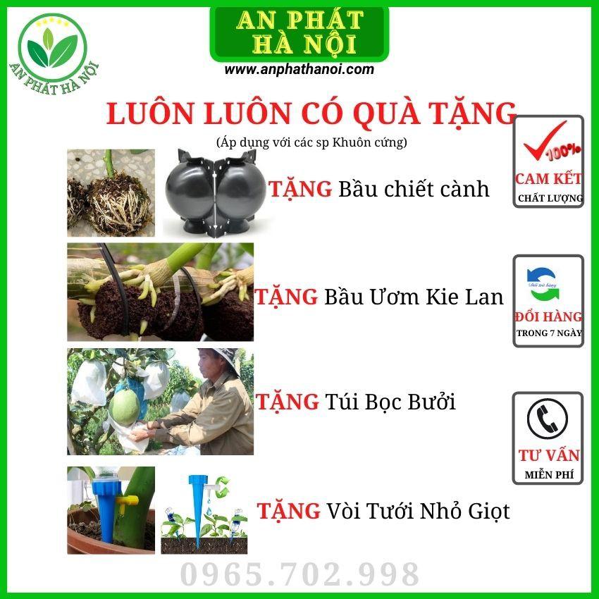 Khuôn Bưởi hình Tiểu Đồng loại đẹp - Khuôn tạo hình trái cây TÀI LỘC dày 4,5 li dày đủ phụ kiện