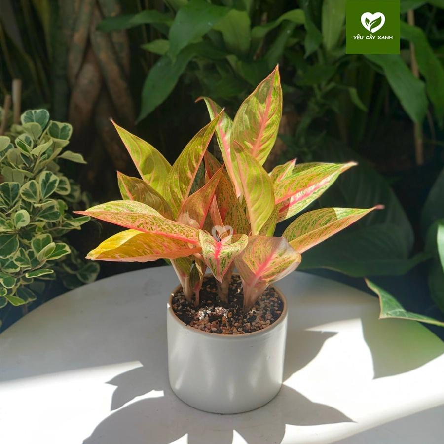 Cây Cung Điện Vàng để bàn kèm chậu