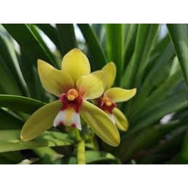 COMBO 3 THÂN ĐỊA lan k.iếm tương tư hồng tây bắc-một loài lan vô cùng quý hiếm