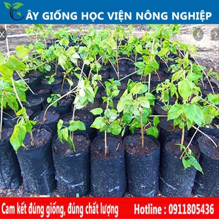 Sản phẩm Cây Ăn Trái giống cây thiên lý siêu hoa năng suất cao