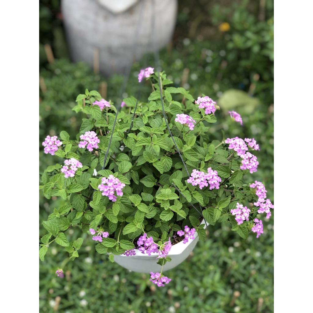 Chậu treo ngũ sắc hoa tím