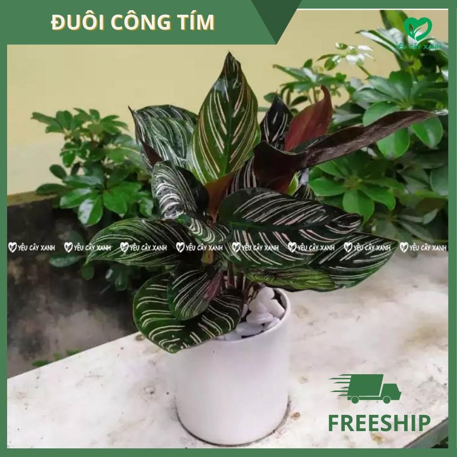 Cây Đuôi Công Tím để bàn - Calathea Medallion