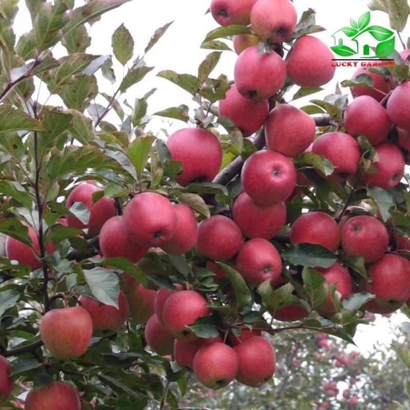 Cây giống táo đỏ nhập khẩu nguyên bầu