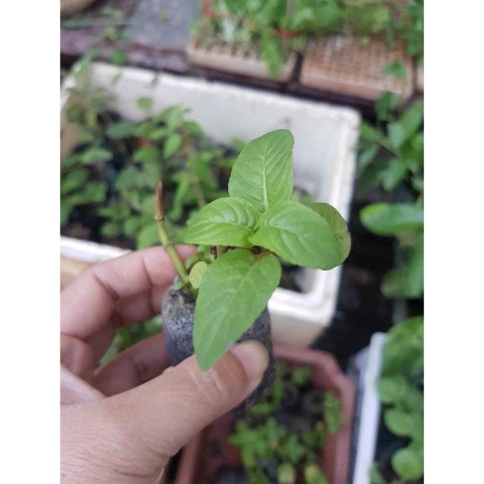5 cây giống quế vị - Đơn hàng thanh thanh toán trước tặng 2 cây