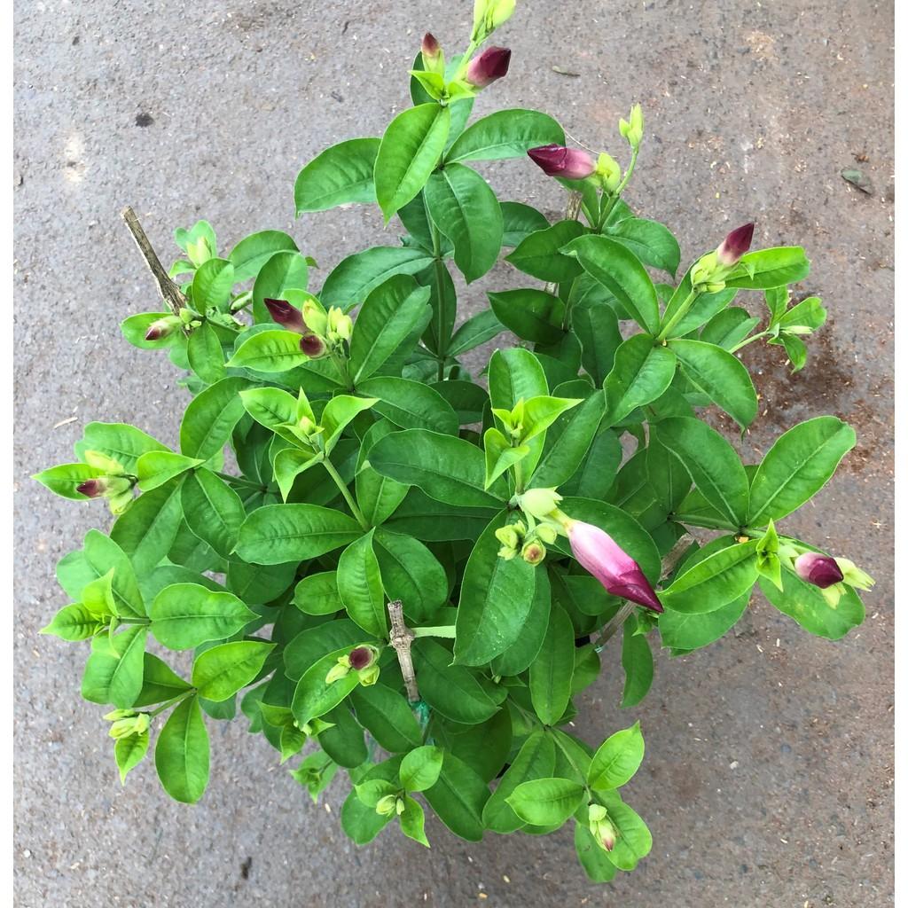 Chậu cây Hồng Anh hoa tím cao 70 cm