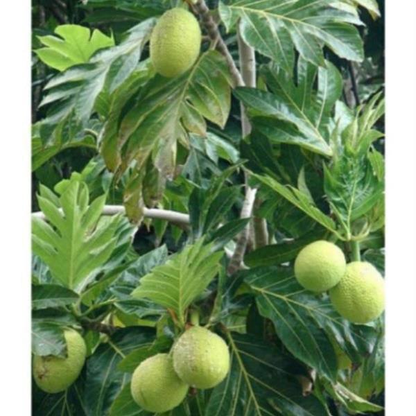 Cây giống sa kê