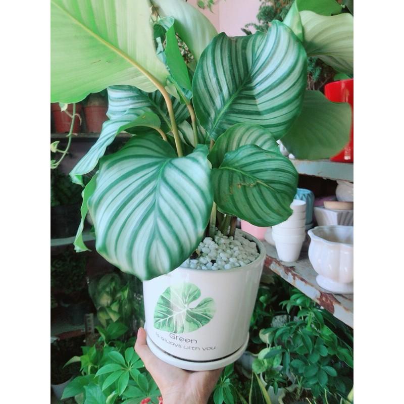 Chậu Cây Đuôi Công Táo