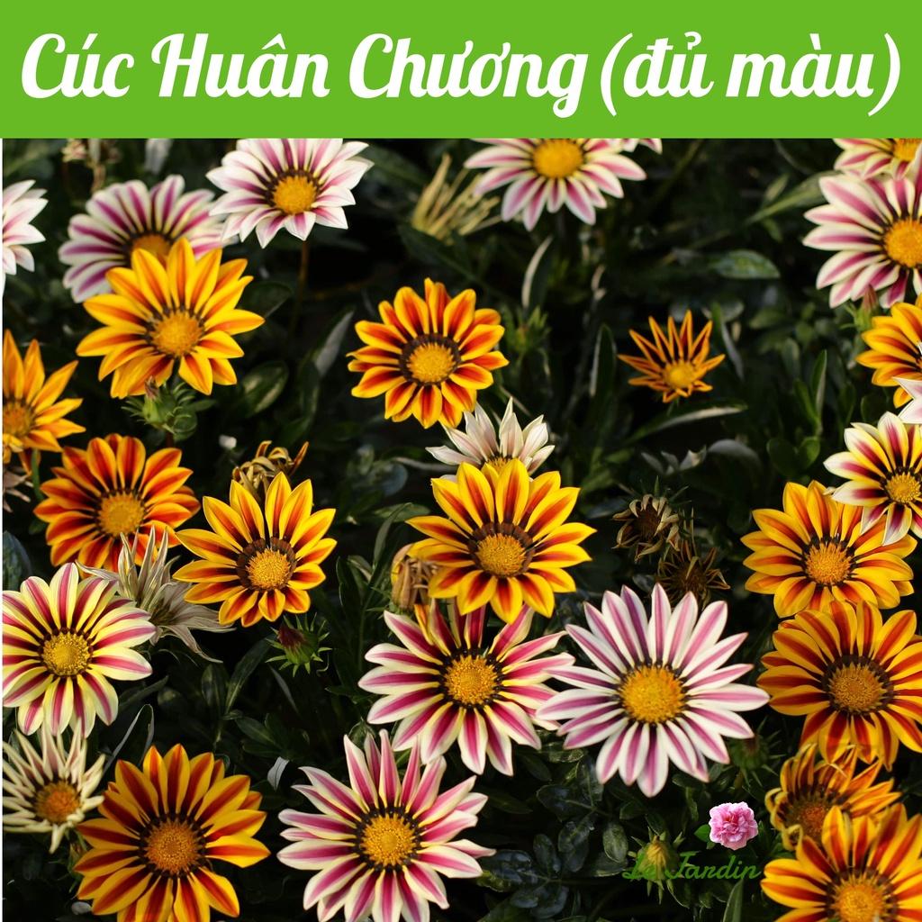 Hạt giống hoa cúc Huân Chương Rado 802 gói 0,03gr - Mix màu