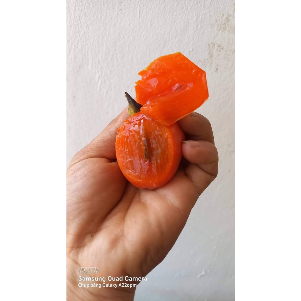 Cây Giống Hồng trứng đà Lạt