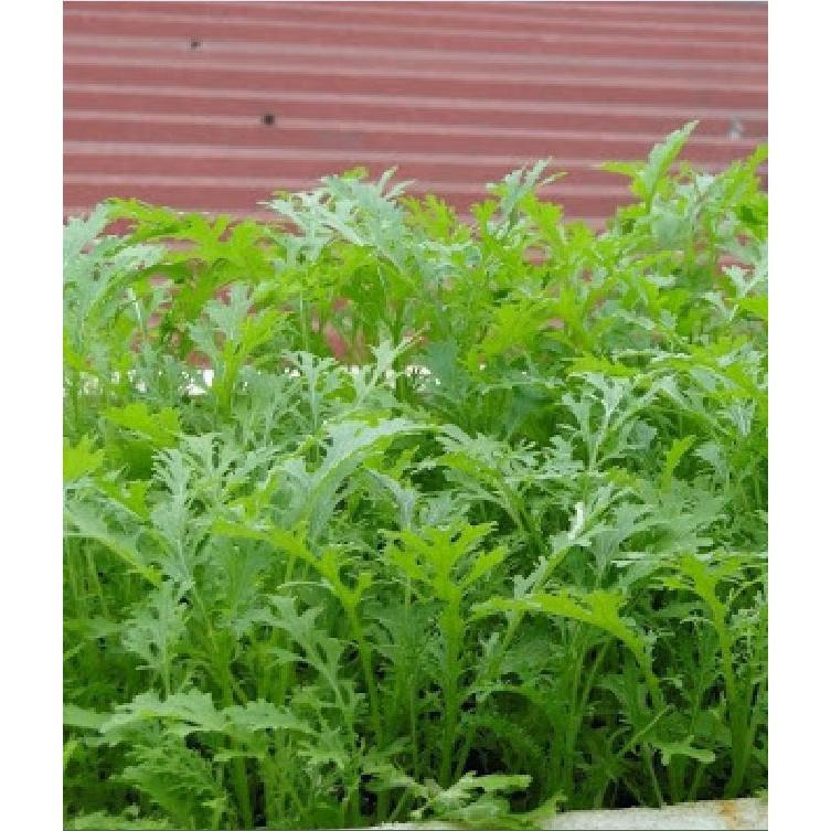 Hạt giống rau cải nhật xanh - 10gr/gói