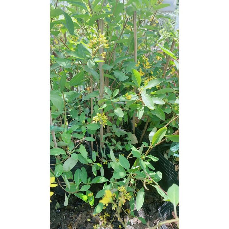 Kim Đồng Vàng Lớn