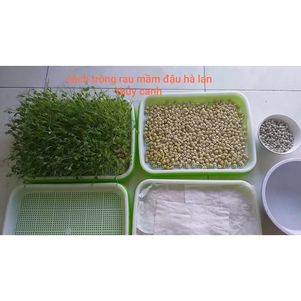 Gói 100g Hạt mầm rau đậu hà lan loại hảo hạng, giống chất lượng cao, thu hoạch sau 6 ngày
