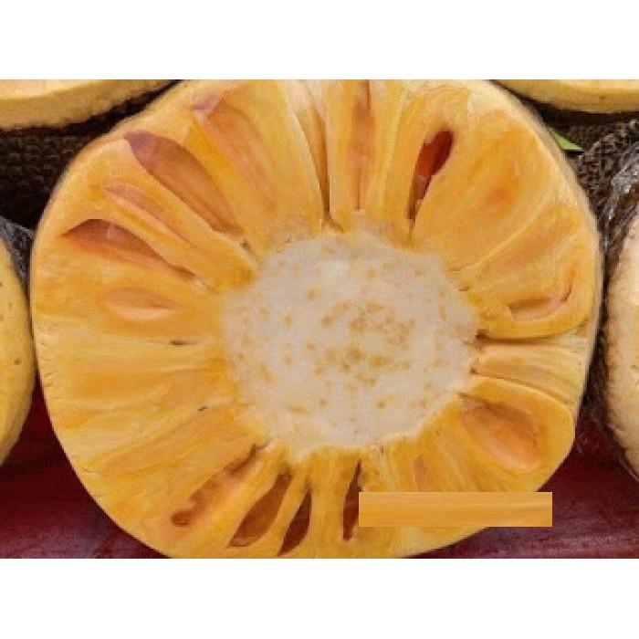 Cây giống MÍT TỨ QUÝ siêu quả - cây giống chuẩn F1
