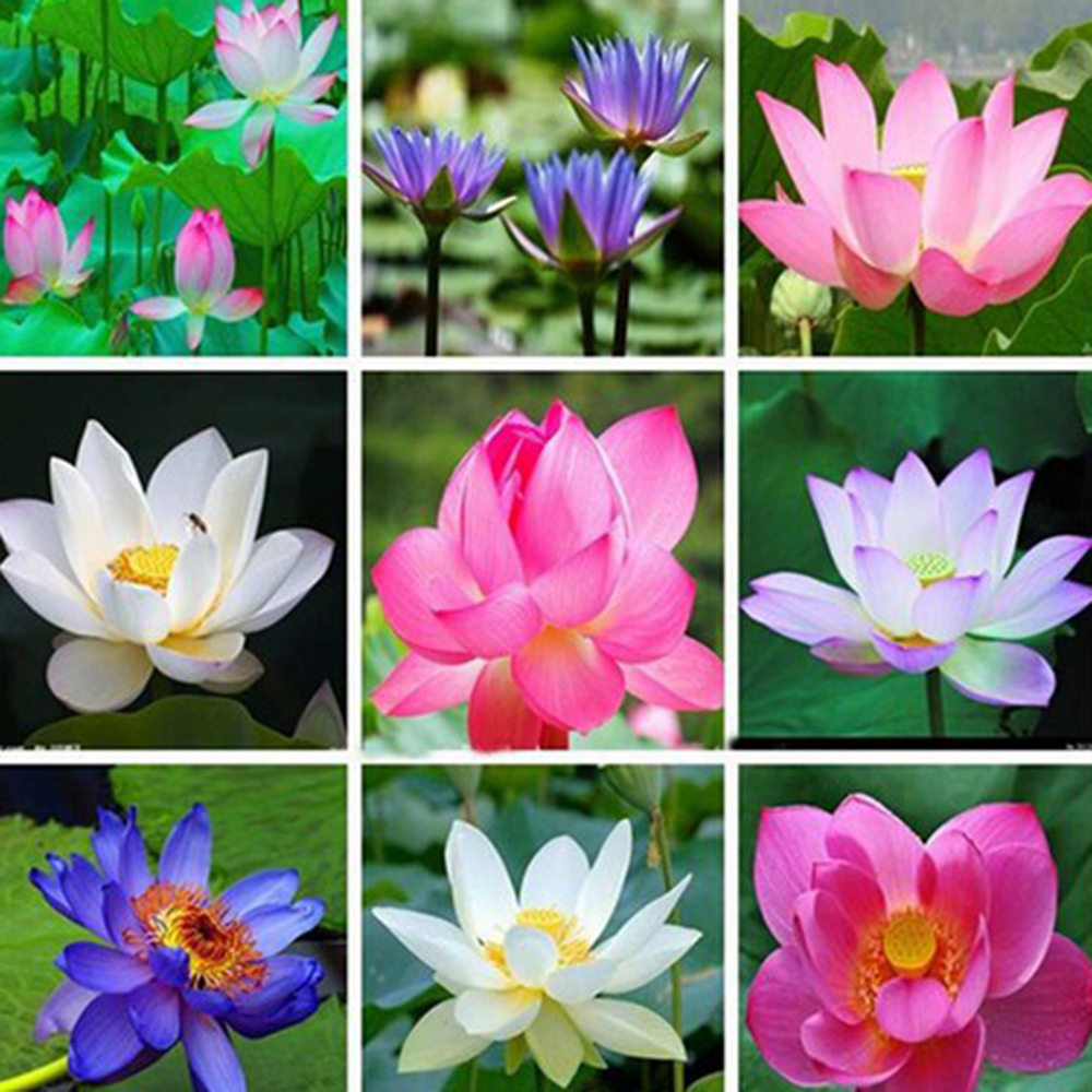 Combo 10 Hạt Giống Hoa Sen Nhật Mini Mix Nhiều Màu - RH009
