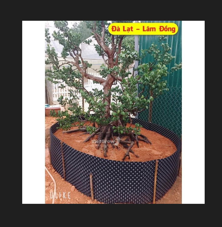 Bầu ươm cây V6 CAO 60CM dày 6mm, cắt theo mét dài khách đặt, tặng ốc vít-77903