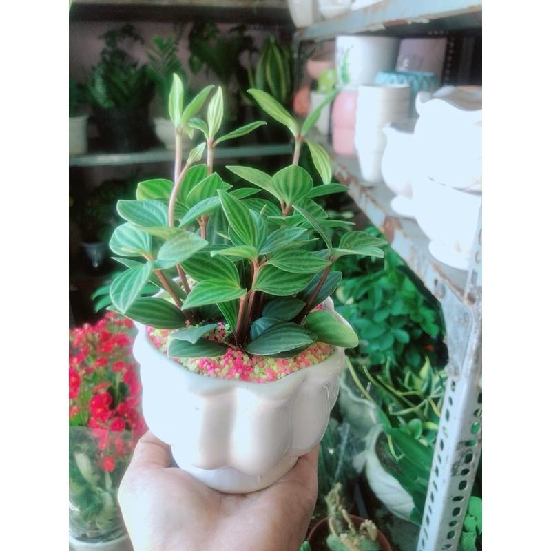 Chậu Cây Hột Xoàn Thái