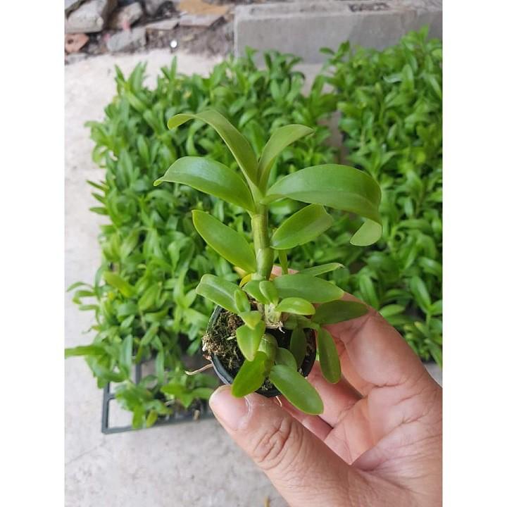 Phi điệp tím phú thọ hàng gieo hạt