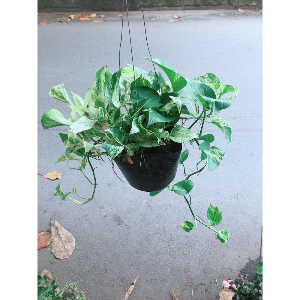 Chậu Trầu Bà Sữa Treo