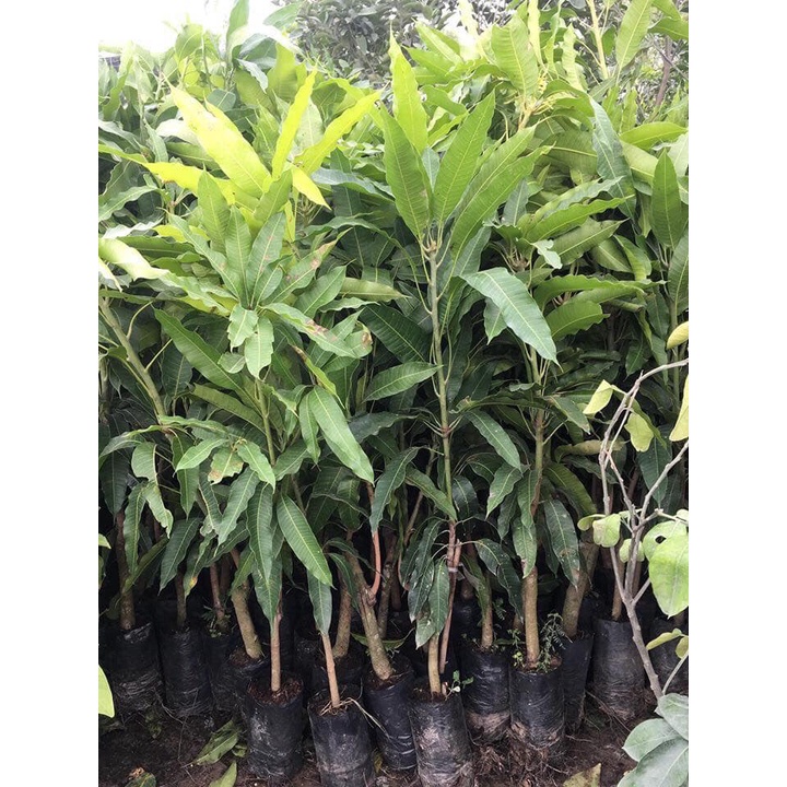 Cây giống xoài Thái siêu sớm, cho quả sau 1 năm trồng