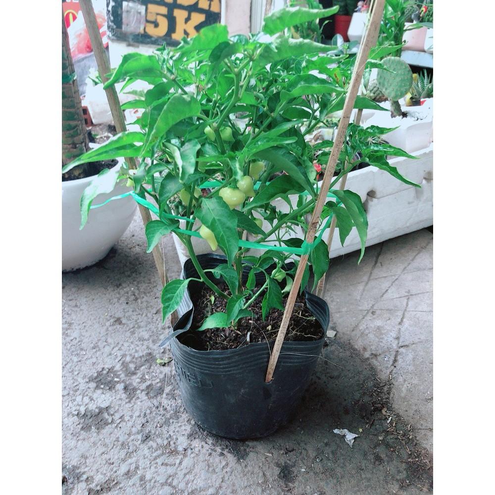 Chậu Ớt Kiểng Biquinho Độc Lạ Ăn Được