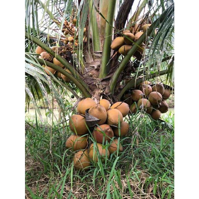 CÂY GIỐNG DỪA XIÊM LÙN 2 MÀU MALAISIA .