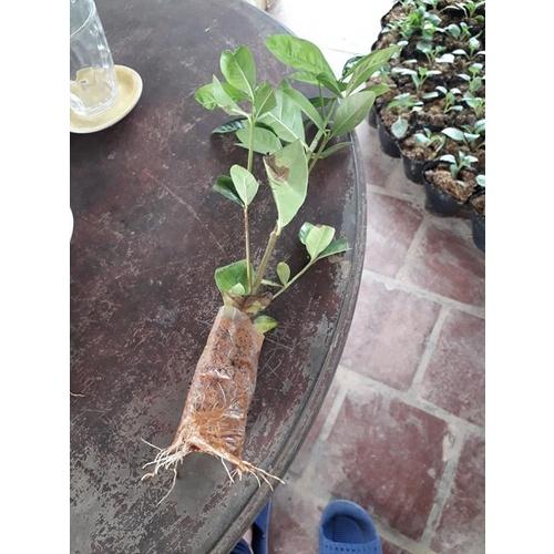 COMBO 2 BẦU CÂY GIỐNG HOA BẠCH THIÊN HƯƠNG 981SP