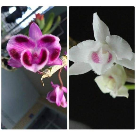 Trầm 6 mắt lai trầm 5ct