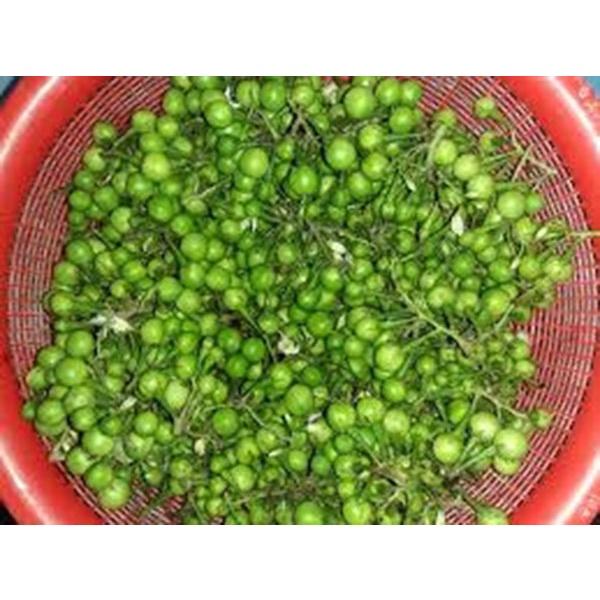 Cây giống Cà Đắng