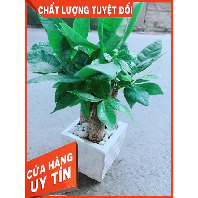 Chậu Kim Ngân 3 Thân