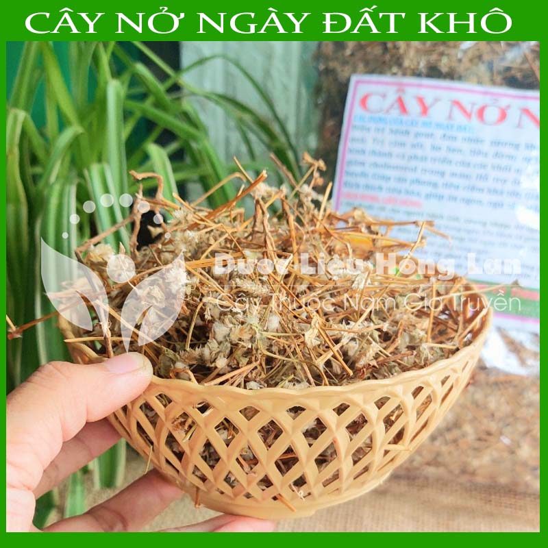 500G Cây Nở ngày đất khô sạch )