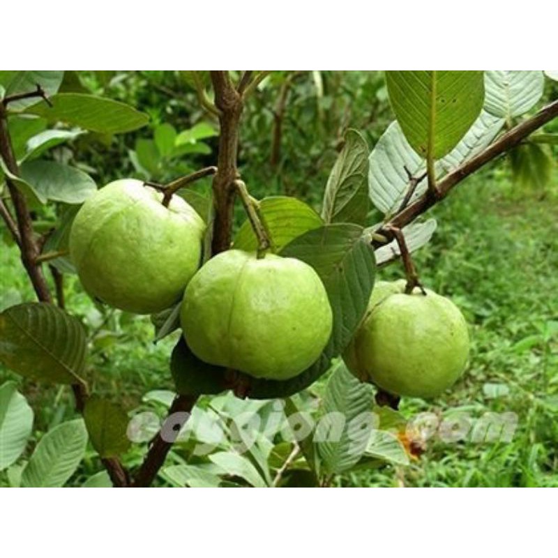Ổi giống nữ hoàng