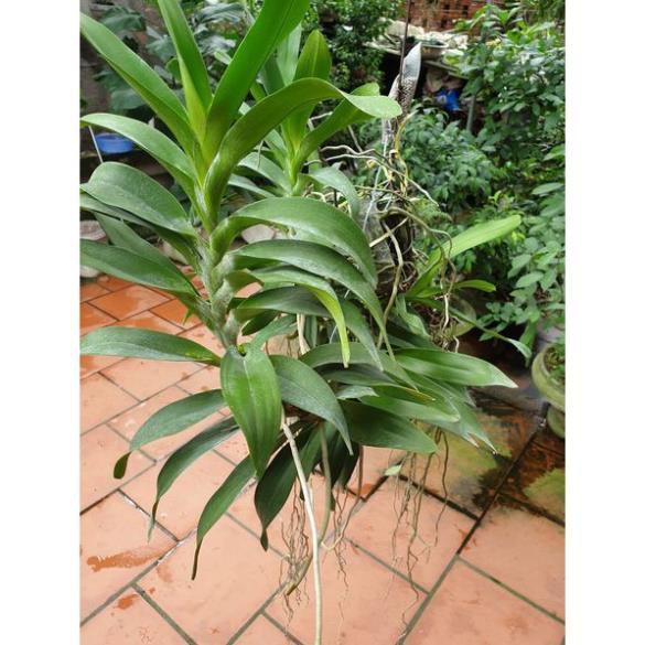 Hoa lan Giáng hương quế nâu