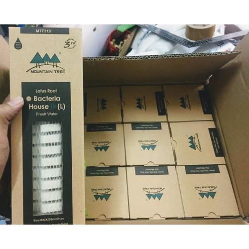 Sứ củ sen soắn ốc thế hệ 3 Mountain tree Root 3
