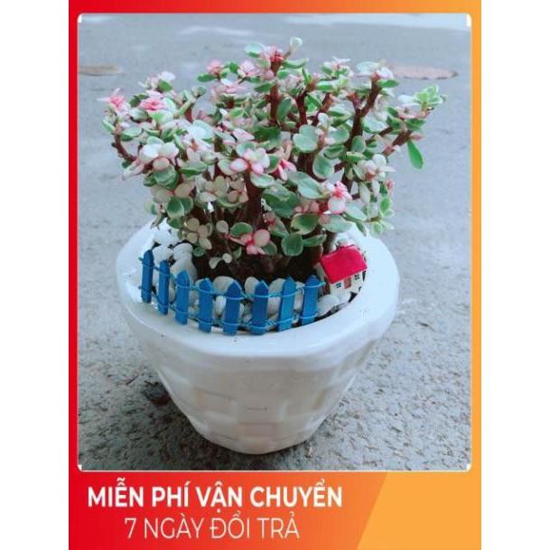 Chậu Đô La Hồng