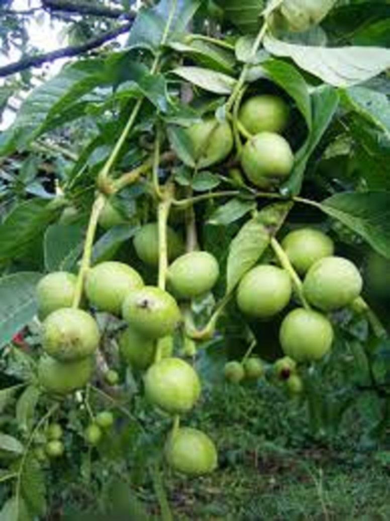 Cây giống óc chó hàng chuẩn f1