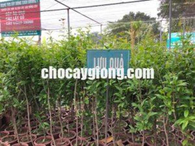 Cây Lựu Lùn Đỏ Cao Sản F1