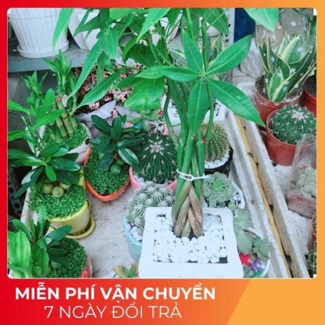 Chậu Kim Ngân 7 Thân