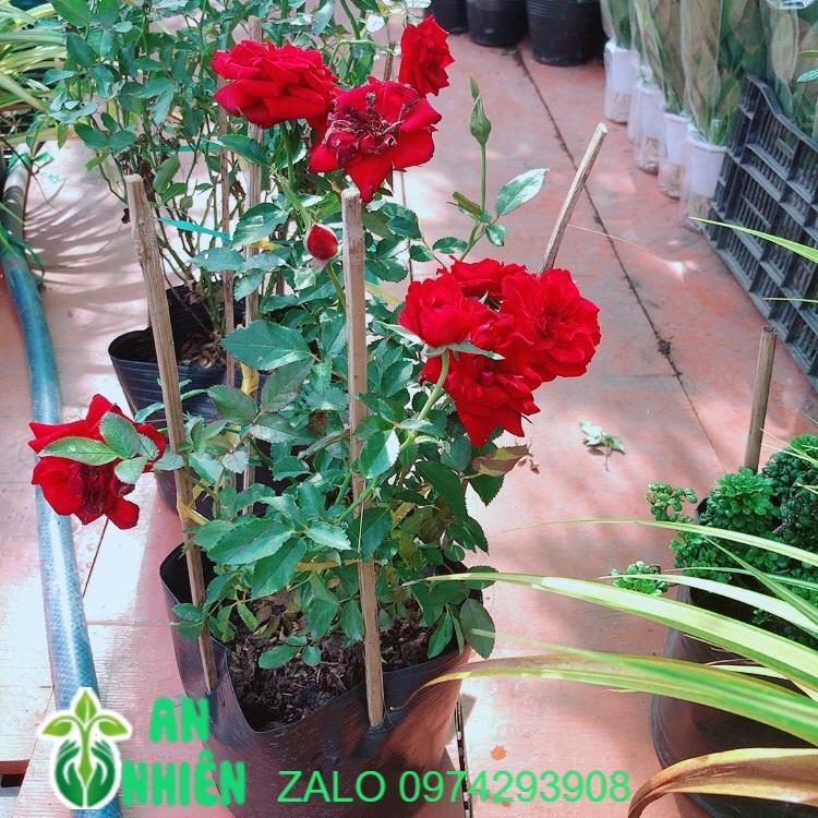 Bụi Hoa Hồng Siêu Nụ