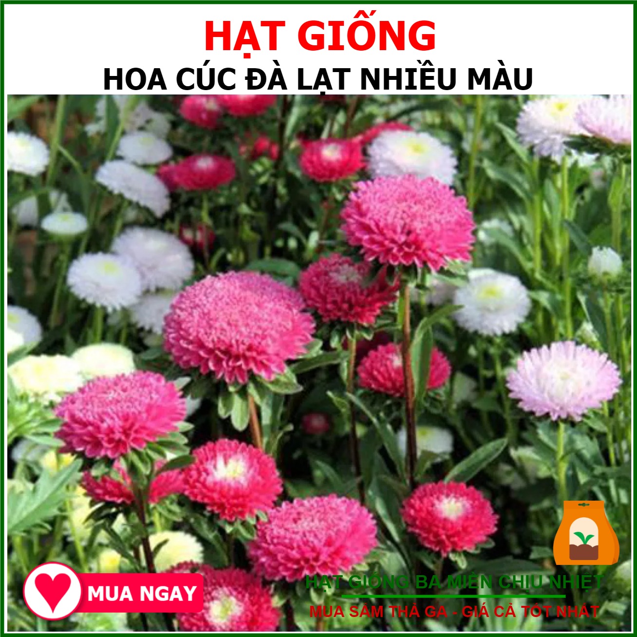 HẠT GIỐNG HOA CÚC ĐÀ LẠT