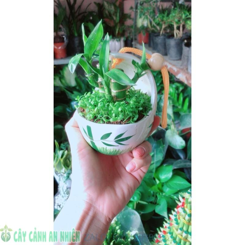 Chậu Cây Tài Lộc