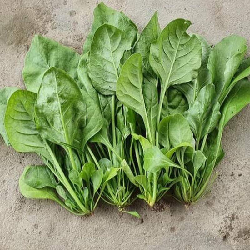 Hạt giống cải bó xôi chịu nhiệt Turkana gói 5gr - DỄ TRỒNG