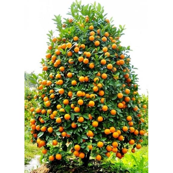 Phân bón Đầu Trâu 1kg. Chuyên dùng cho hoa cây cảnh