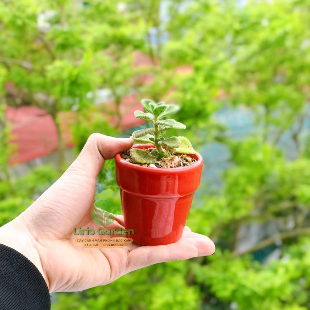 Chậu đất nung trồng sen đá xương rồng, chậu trồng sen đá trang trí nhà và bàn làm việc, văn phòng