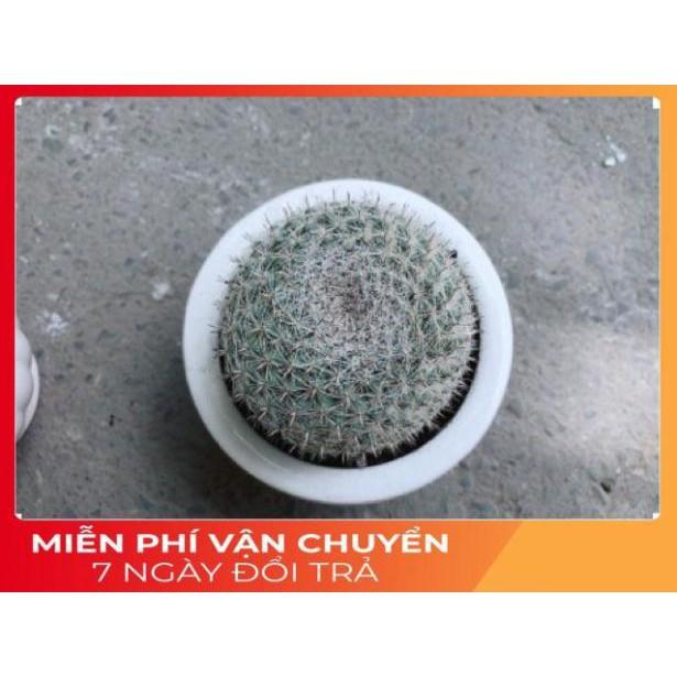 Chậu Xương Rồng Bánh Sinh Nhật