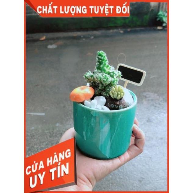 Chậu Xương Rồng Tiểu Cảnh