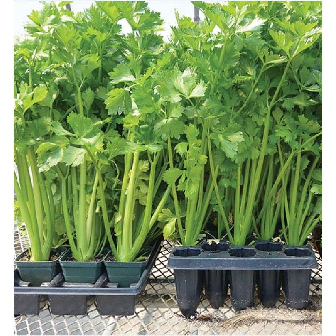 Combo 3 gói Hạt giống rau cần tây xanh dể trồng f1-gói 2 gram-tặng kèm 1 gói phân bón