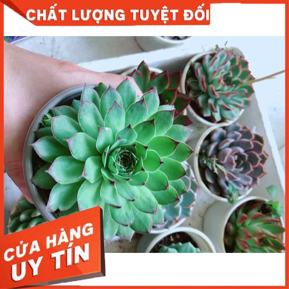 Sen đá phật bà Nhiều Người Mua