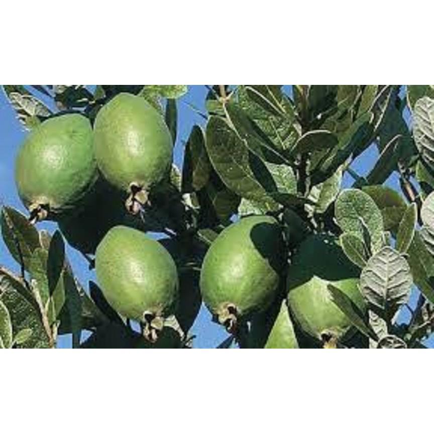 Cây giống ổi dứa